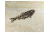 Fossil Fish (Knightia) - Green River Formation #189259-1